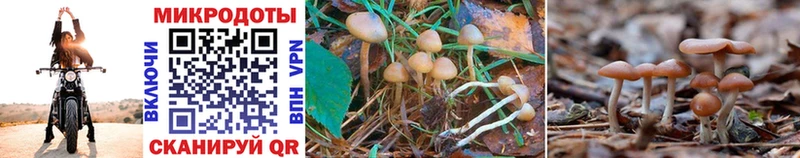 купить наркотик  Хотьково  Галлюциногенные грибы Cubensis 